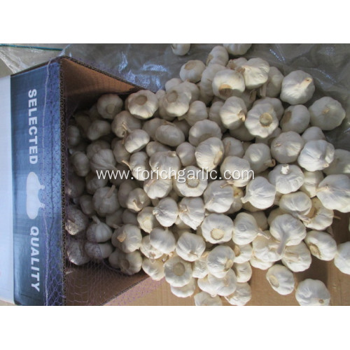 Fresh Pure White Garlic Crop 2020